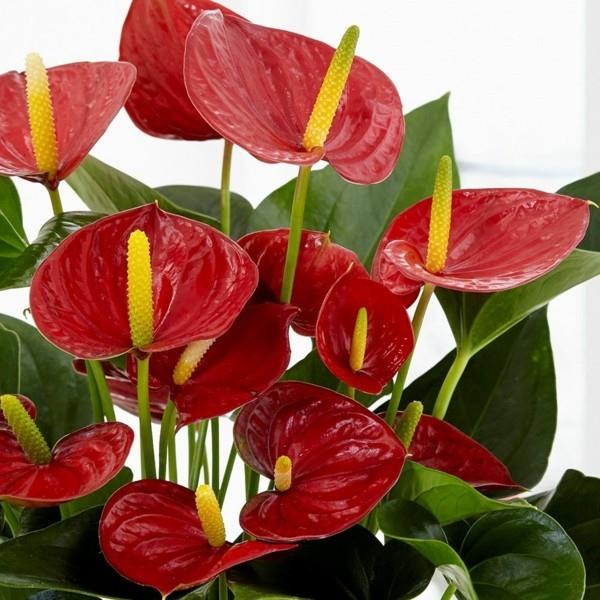 anthurium flamingon kukka punaiset lehdet