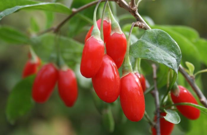 antioksidantti goji marjat terveellisiä