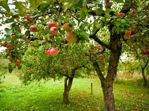 omenapuun leikkaus tärkeitä vinkkejä