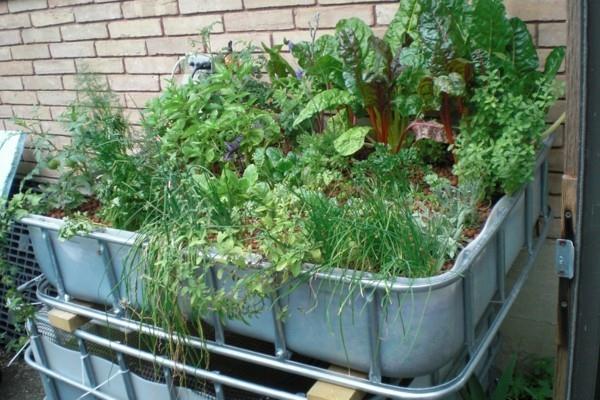 aquaponics -puutarhan trendi