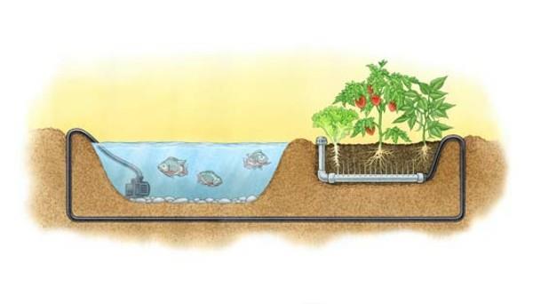 aquaponics idea puutarhalampi