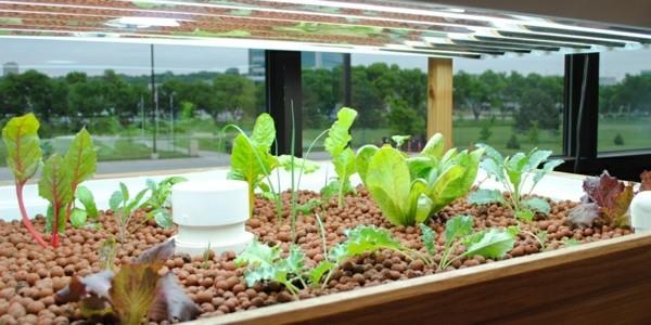 aquaponics kestävä vihannesten viljely