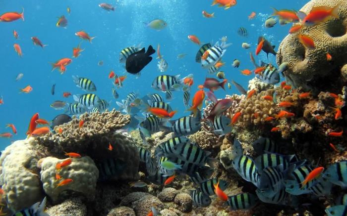akvaario kotiin eksoottisia kaloja koralleja