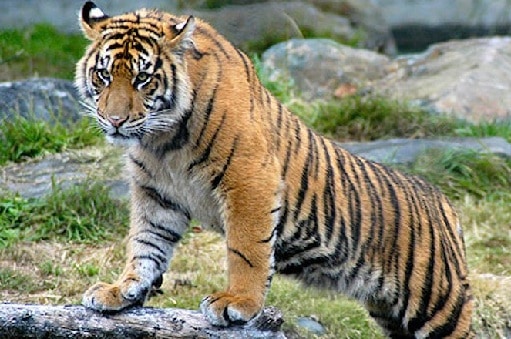 tigerarter Sumatran Tigers: