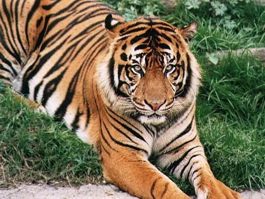 tigris bengáli tigrist tenyészt