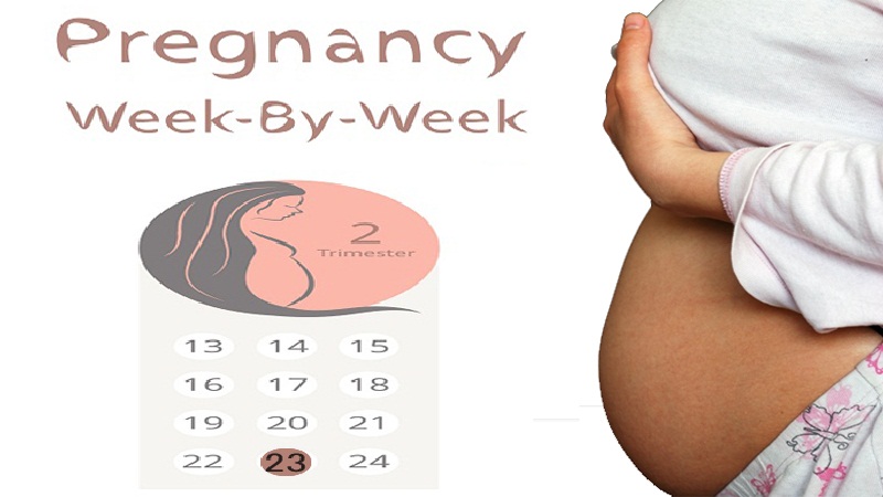 23 uger gravid