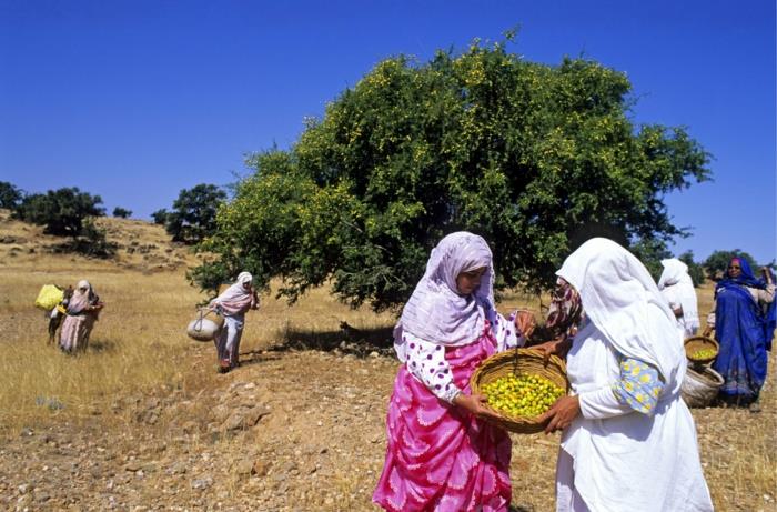 arganöljy arvokas öljy terveellinen arganipuu arganhedelmät naiset osuuskunta argan sadonkorjuu afrikka