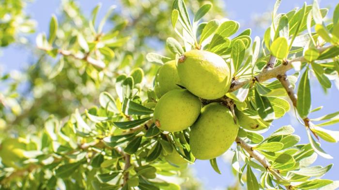 argan arvokas öljy terveellinen arganipuu vihreä hedelmänkuori