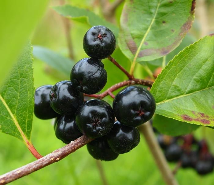 aronia mehu omena marja aronia marjat