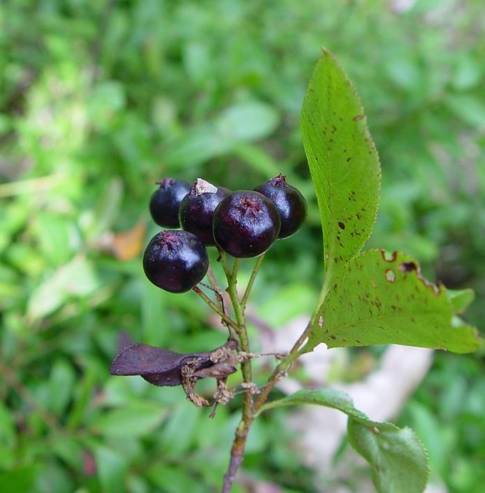 aronia melanocarpa aronia marja aronia