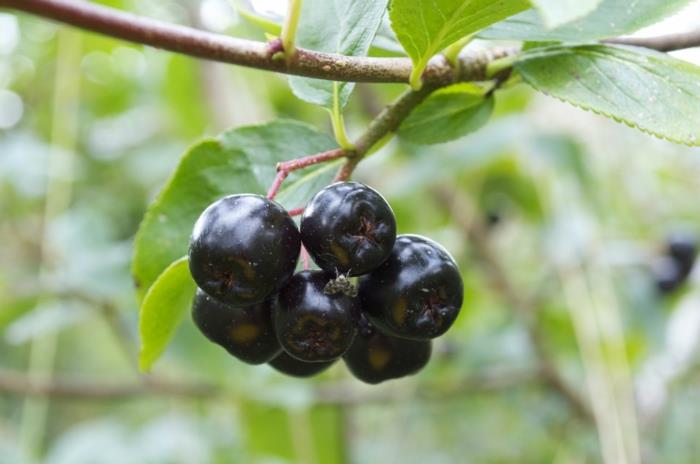 aronia reseptit mehu omena terveet hedelmät oksalla