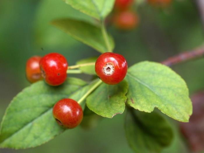 aronia marjat reseptit mehu omena marja terve hedelmämehu hedelmät