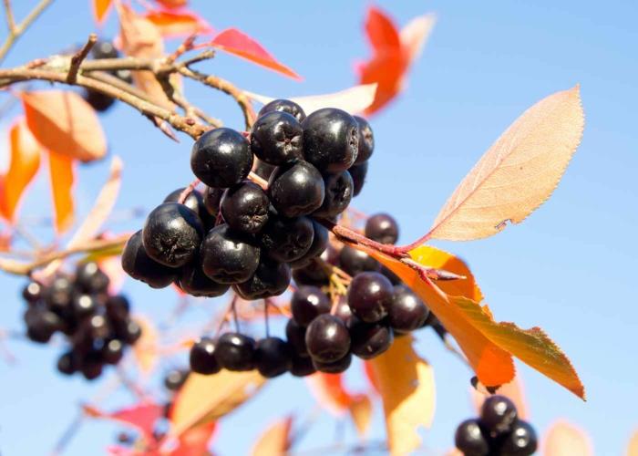 aronia reseptit mehu omena terve hedelmämehu syksy