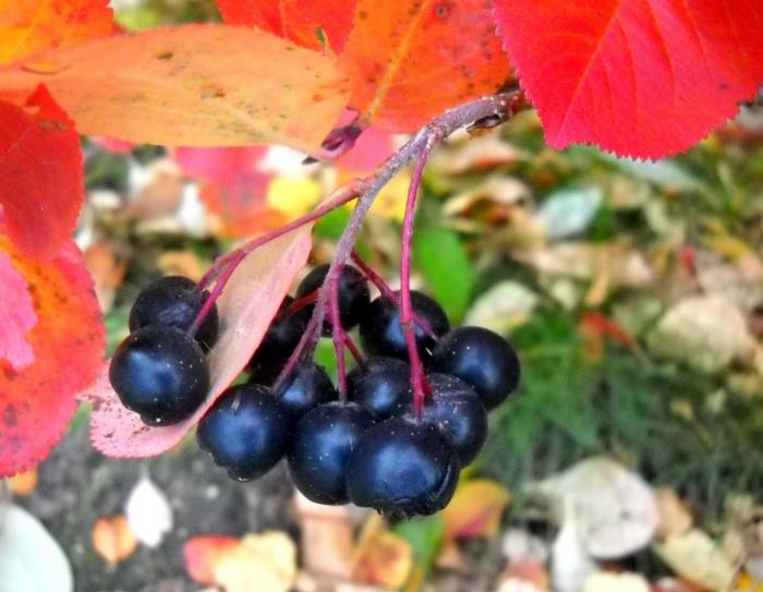 aronia marjat reseptit mehu omena marja terve hedelmämehu syksy haara