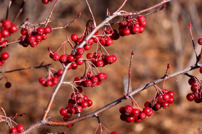 aronia reseptit mehu omenamarjat terve hedelmämehu punainen aronia marjat