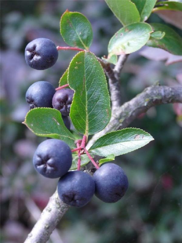 aronia reseptit mehu omena terve hedelmämehu pensas