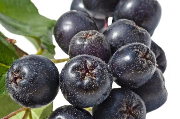 aronia reseptit mehu omenamarjat terve hedelmämehu muuttolintu lähellä