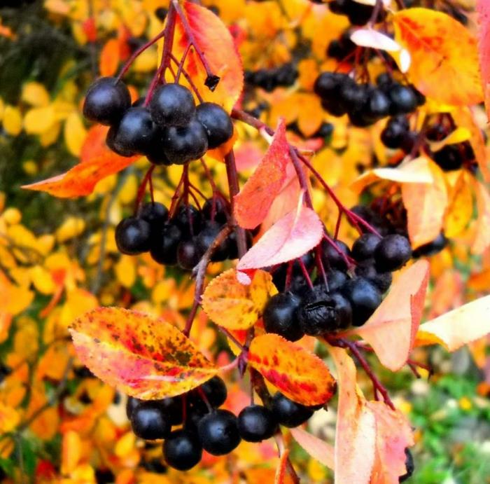 aronia reseptit mehu omenamarjat terve hedelmämehu muuttolintu loppukesällä