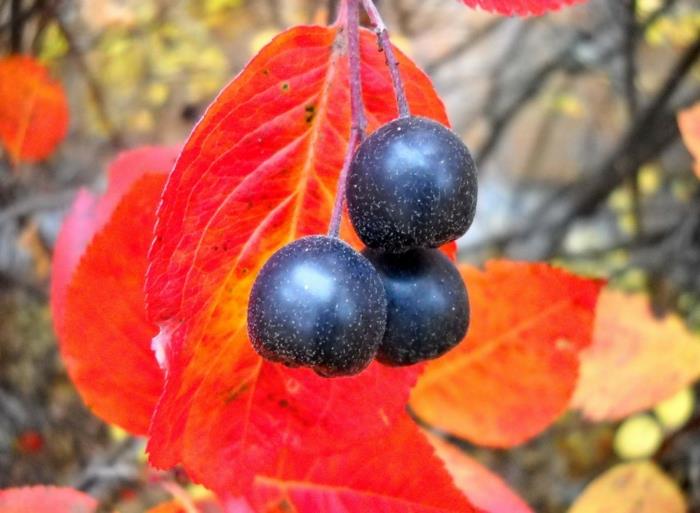 aronia reseptit mehu omena terve hedelmämehu muuttolintu tikku