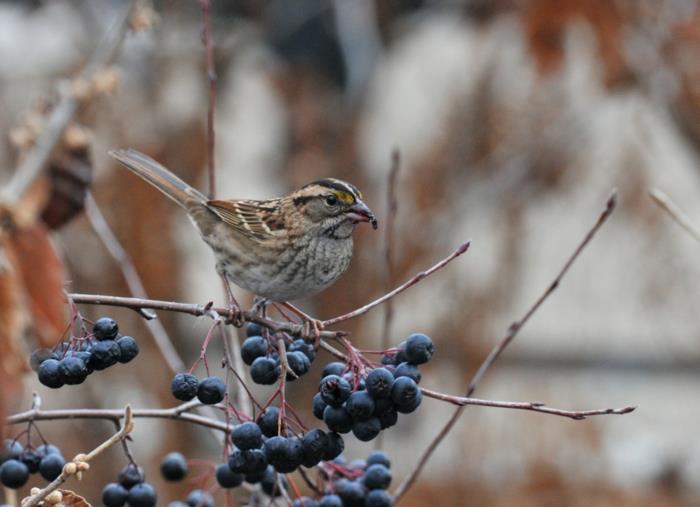 aronia reseptit mehu omenamarjat terve hedelmämehu muuttolintu