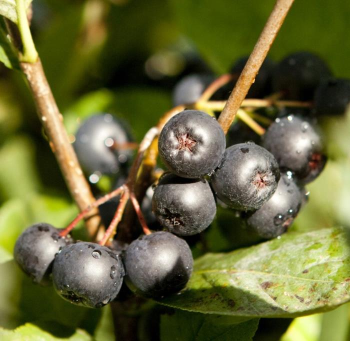 aronia reseptit mehu omena terve