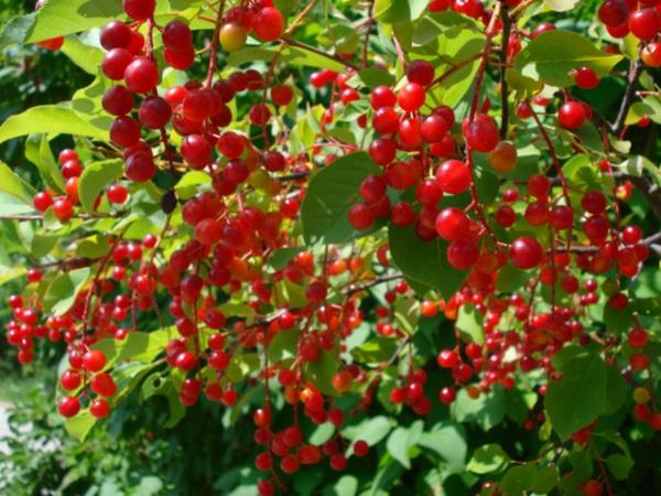 omenamarjat vaikutus pensas hedelmät terveellinen syöminen