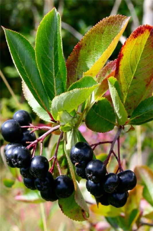 aronia vaikutus pensas hedelmät ja vihannekset terveellinen elämä