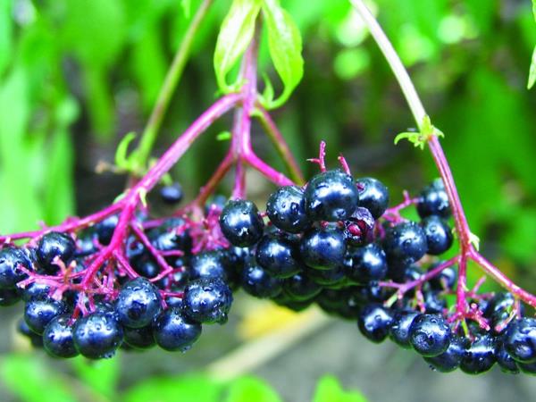 aronia vaikutus hedelmät ja vihannekset terveellinen ruoka