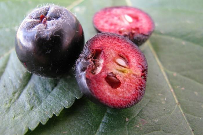 aronia marjat mehu aronia reseptit keskimäärin