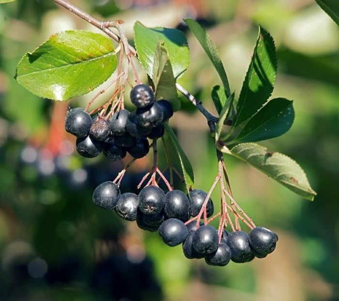 aronia marjat mehu aronia reseptit makro kesä