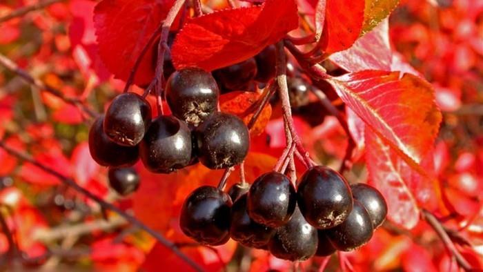 aronia marjat mehu aronia reseptit musta