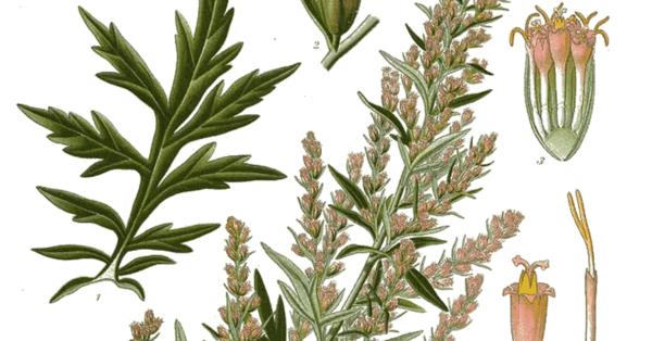 artemisia vulgaris -mylly