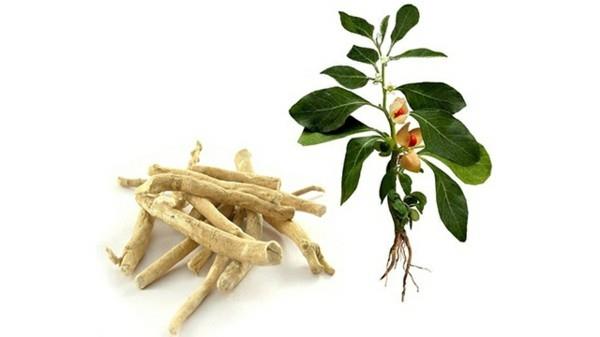 ashwagandha -uute, luonnolliset unilääkkeet