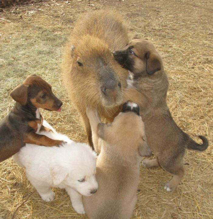 poikkeukselliset lemmikit capybara