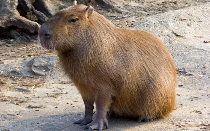 poikkeukselliset lemmikit capybara