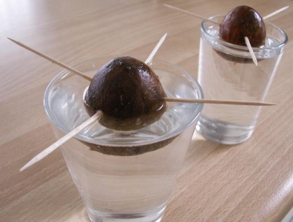 Avokado -istutus avokadonydin pistä hammastikku lasi vettä