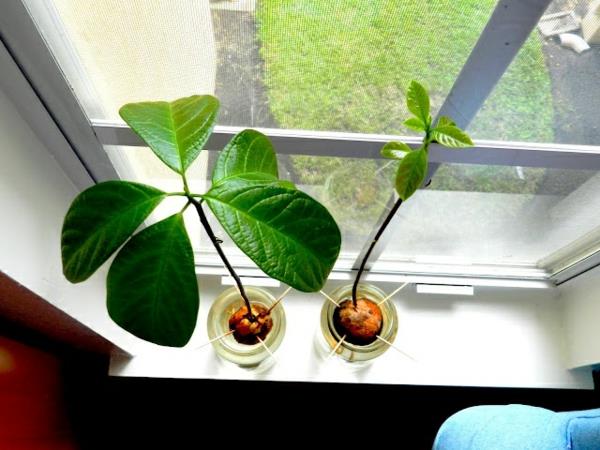 Avokadopuutarhan istutus ja ideoita avokadon kasvattamisesta ikkunalaudalle