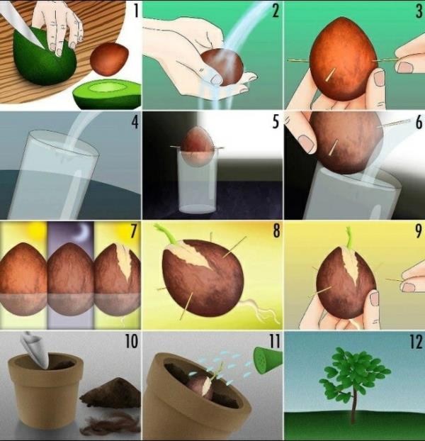 Avokado -puutarhanhoitoideoiden istutus avokadon kasvattamiseen