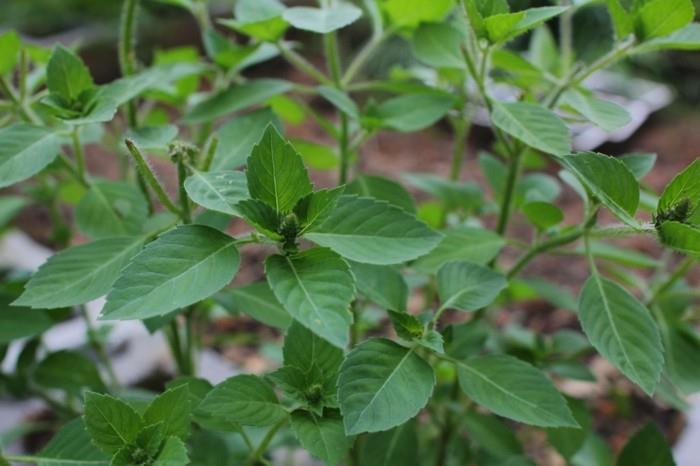 Ayurveda -kurkuma -lääkekasvit elävät terveellistä tulsi -teetä