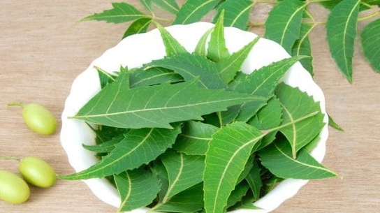 Neem forlader ayurvedisk behandling af bumser