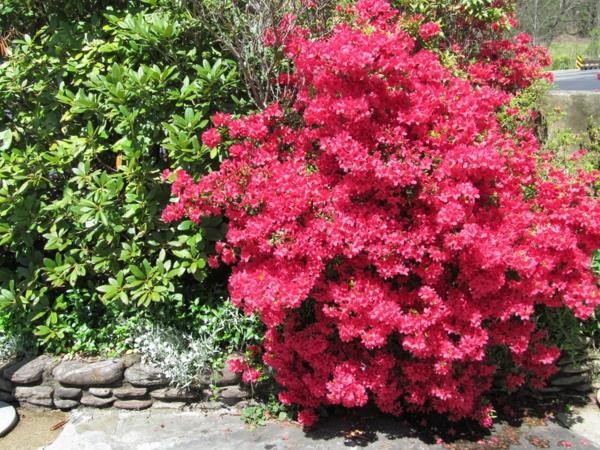 azalea pensas vaaleanpunaiset kukat puutarhaideoita