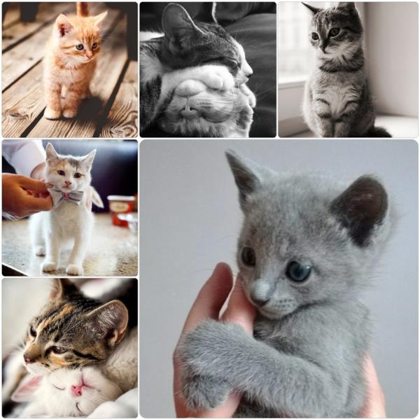 vauva kissa lemmikkikissa rodut British Shorthair ja muut