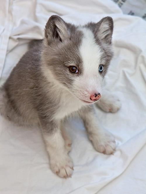 vauva husky eriväriset silmät söpö