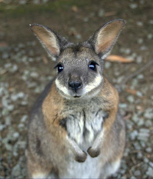 vauva kenguru söpö eläin australia