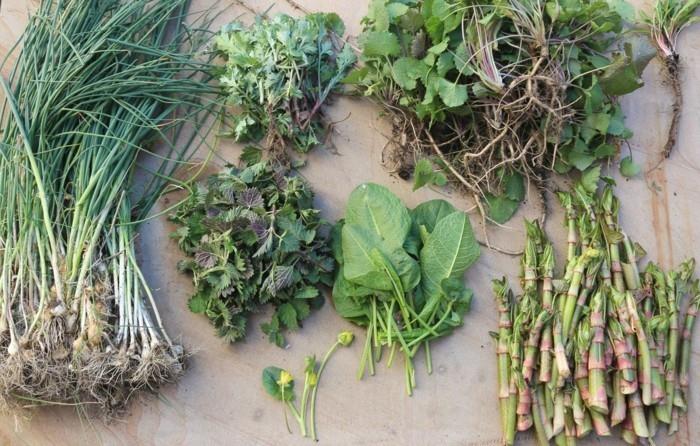 valkosipuli syötävät luonnonvaraiset kasvit määrittävät sekoituksen