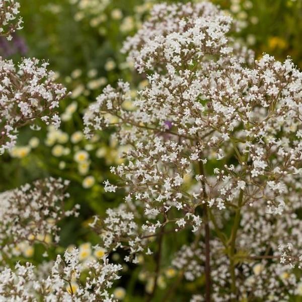 valerian korjaustoimenpiteitä lopettaa tupakoinnin vinkkejä