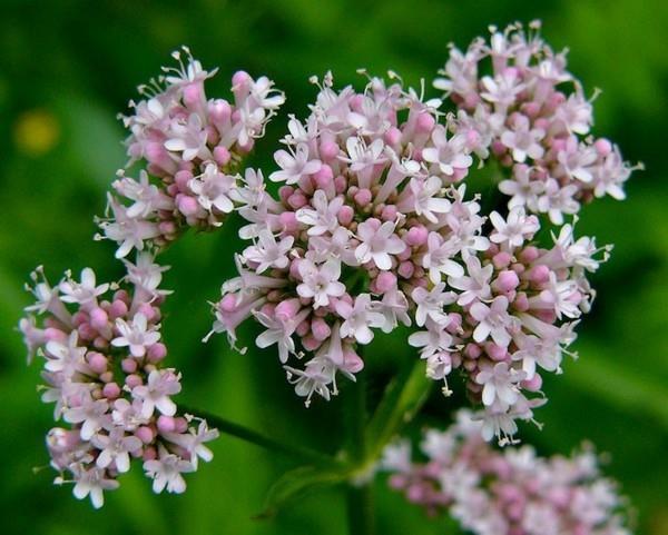 valerian valeriana officinalis mehiläinen laidun mehiläinen rehukasvi