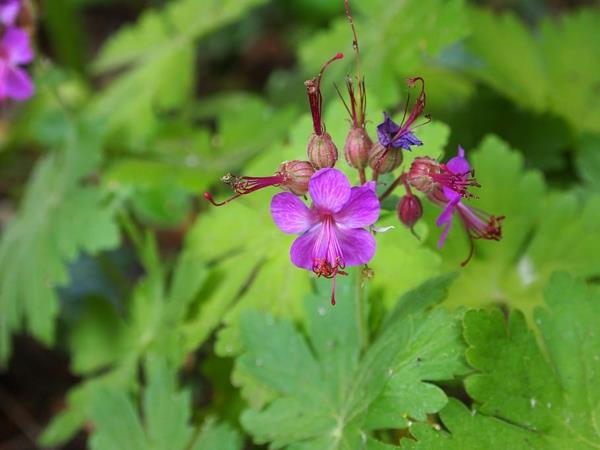 balkanilainen cranesbill mehiläisystävällinen monivuotinen