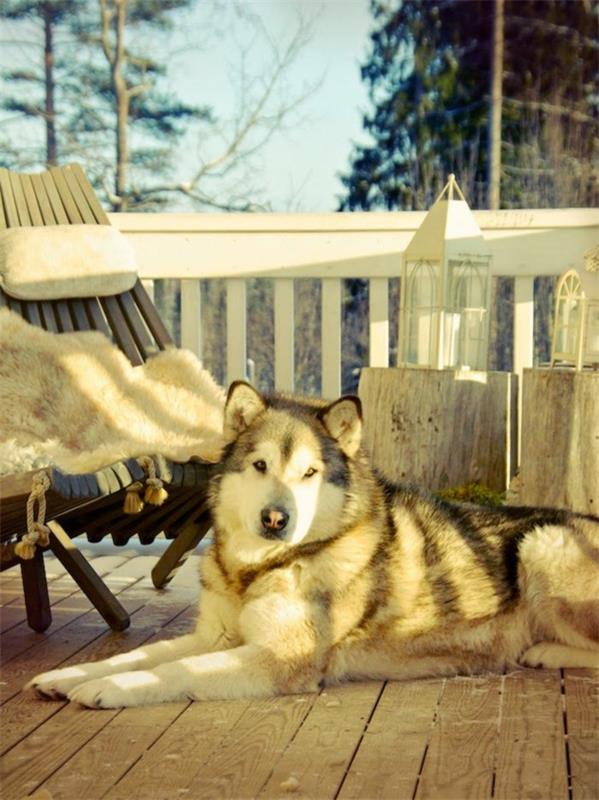 Asenna parveke terassi suunnittelu kuvia talvipuutarha turkis tyynyt koira
