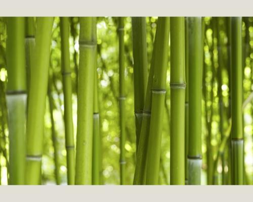 parveke puutarhan yksityisyysnäyttö, joka on valmistettu bambusta luontopuutarhasta